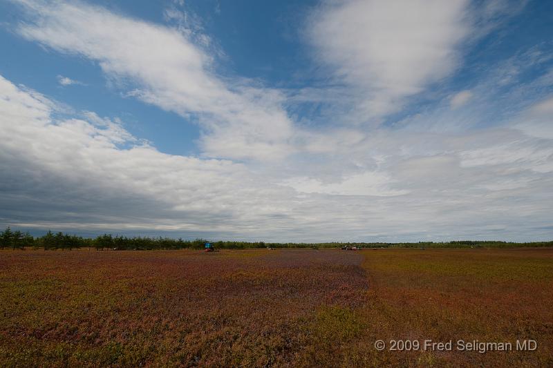 20090829_192831 D3.jpg - Blueberry field Lake St Jean Region